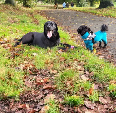Home Dog Boarding Leeds