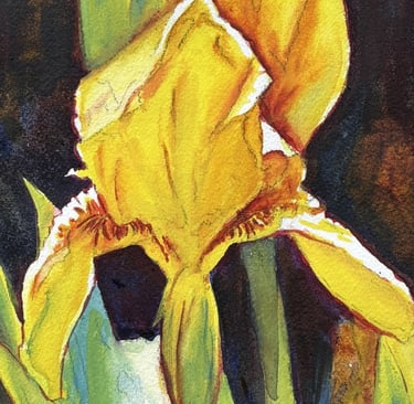 Watercolour of a yellow Iris flower
