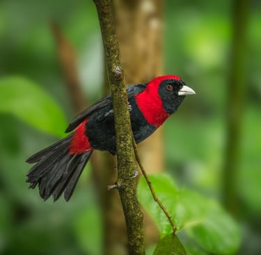Crimson-collared Tanager with vivid red throat and rump during a Chiapas birding adventure