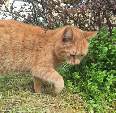 a cat in a container garden