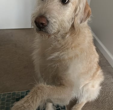 a white dog giving his paw