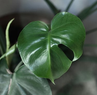 First signs of fenestration in Monstera with one small leaf split