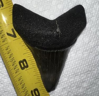 fossilized great white tooth