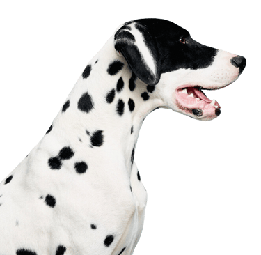 Alfie posing.  Image credit: Tom van Schelven