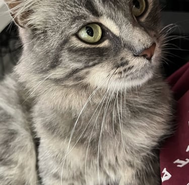 Chat en famille d'accueil