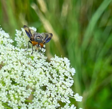 Close-up van een kleurrijke zweefvlieg op schermbloemen langs het wandelpad.
