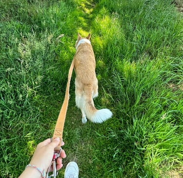 Promenade chien
