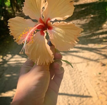 Morere, Ilha de Boipeba, Bahia. Brasil Flores Refúgio do Sagrado. Eventos e hospedagem