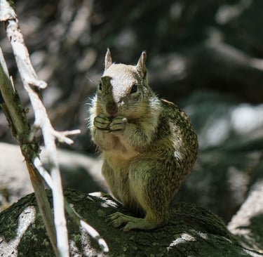 écureuil à yosemite national park