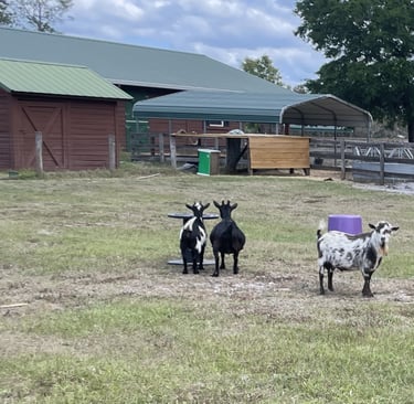 Goats grazing and playing in an open pasture at Pagnotta Family Farm on a sunny day.