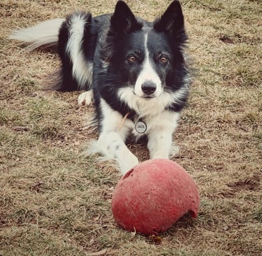 Robin Can Do It Pet Sitter with Border Collie Jack near Carbondale, Colorado