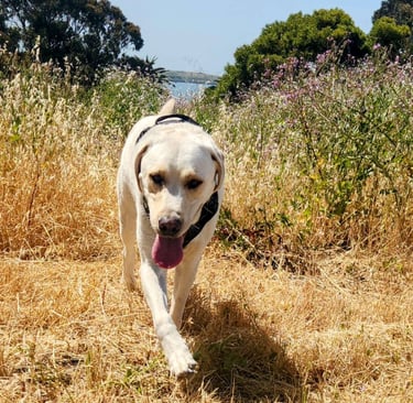 A yellow lab runs through a field towards the camera