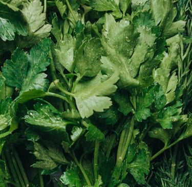 coriander astrology and health benefits