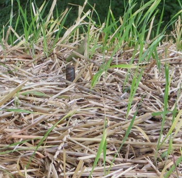 Grass growing on hay bales close up
