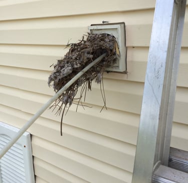Bird nest in dryer vent located in North Fort Myers