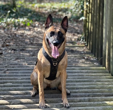 Malinoise