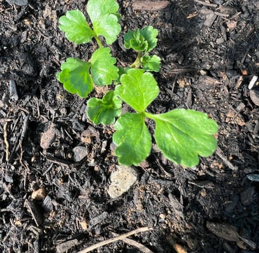 2025 Fall Planted Ranunculus 