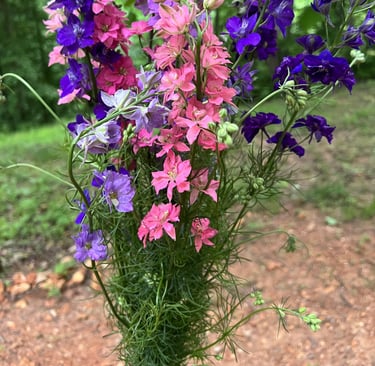 Beautiful Larkspur - already fall planted in the field for spring blooming.