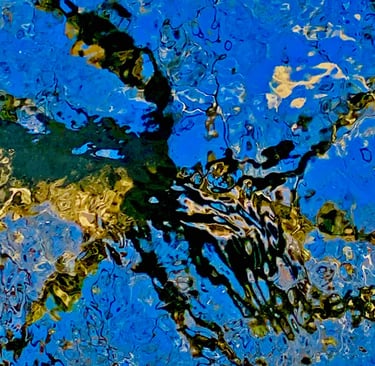 tree reflection in water