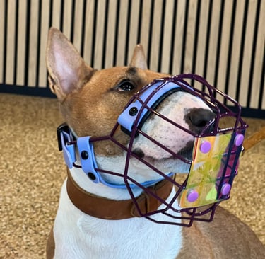 weiß-brauner Bullterrier mit Maulkorb inkl. Fressschutz