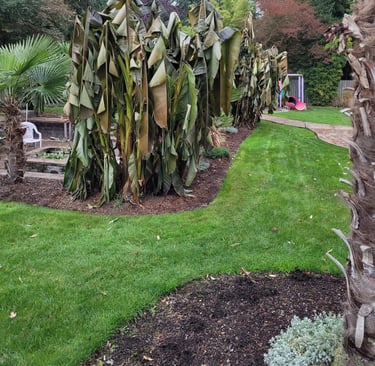 Banana Palm after first freeze