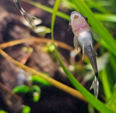 otocinclus limpa vidro aquario
