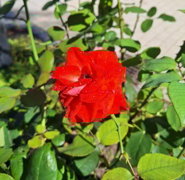 a bright red rose plant blooming in June
