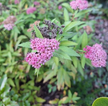 one Spirea bush with green leaves and flowers
