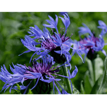 Centaurea cyanus with vivid blue petals and slender green stems, blooming in a meadow.