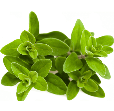 Origanum majorana  with small, oval-shaped, bright green leaves growing in dense clusters