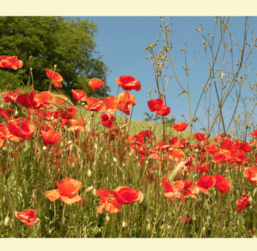 Papaver rhoeas with scarlet, paper-thin petals and a dark center, swaying on slender green stems.