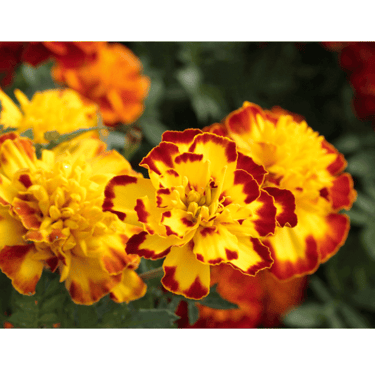 Tagetes patula, featuring bright orange and yellow ruffled flowers with dense green foliage,