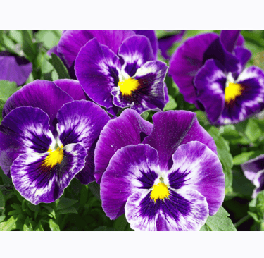 Viola tricolor with delicate purple, yellow, and white petals set against green foliage.