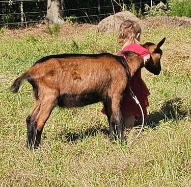 Young Oberhasli goat buck being sweet with young child