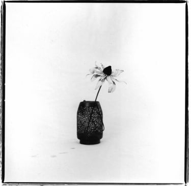 Black and white picture of a white flower in a vase. Creator: Slawek Dejneka