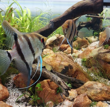 acara bandeira aquario plantado