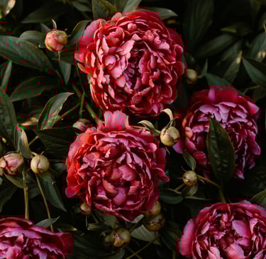 flowering peonie bush