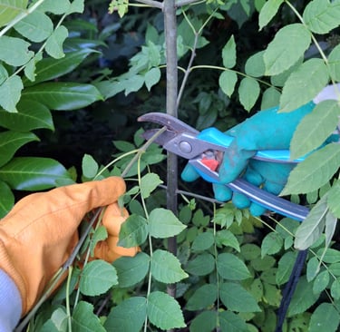 a person that is pruning a bush with pruners