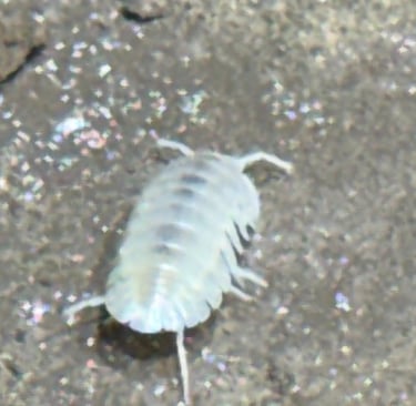 White, blind cave louse found in Hang Son Doong Cave, Vietnam