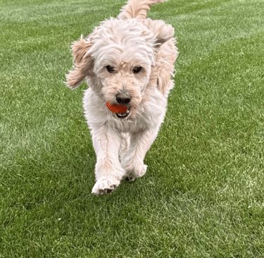 a dog is running through the grass in the yard
