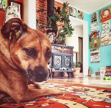 Robin Can Do It House Sitting with Roxy the Colorado Pit Bull Terrier