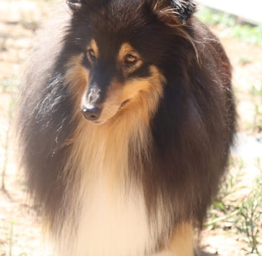 Pastor de las islas de shetland, Maravryan shelties, Shelties de Maravryan, Shetland sheepdog