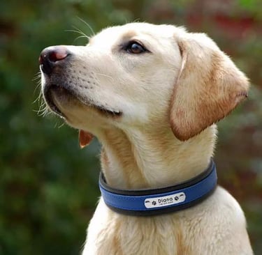Dog Collar