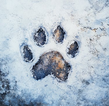 paw print in snow