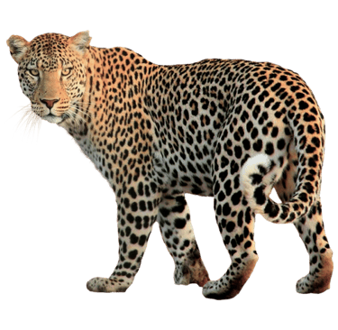 Leopard at Albizia self catering safari tents in Hluhluwe