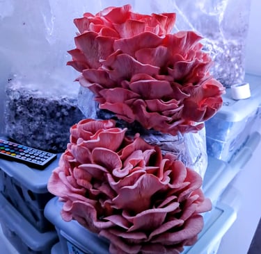Pink oyster mushrooms fruiting from a beginner mushroom grow kit block