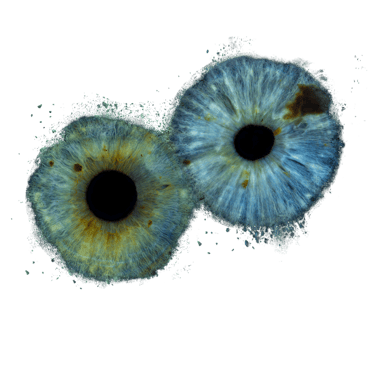 Two close up images of irises, Iris Photography