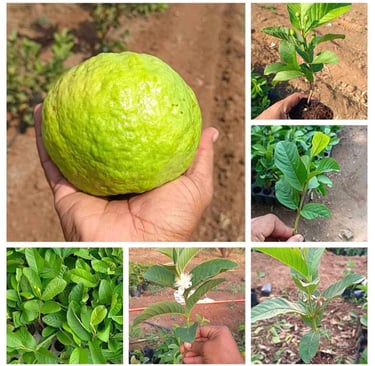 a person holding a green plant in a garden