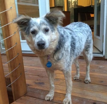 Bailey gains confidence with behavior modification