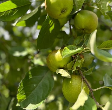 verger biologique dans les vosges